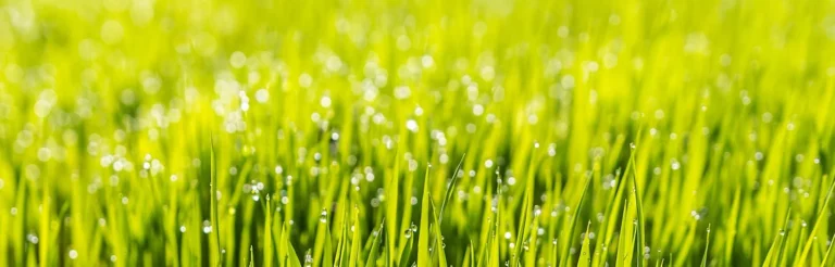 Jak walczyć, aby zwalczyć? Odchwaszczanie trawnika