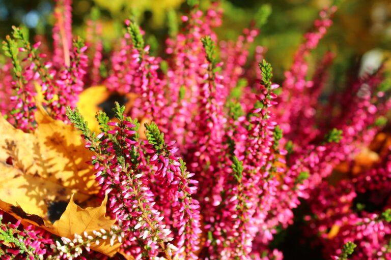 Jesień wśród wrzosów. Jak założyć wrzosowisko w ogrodzie?