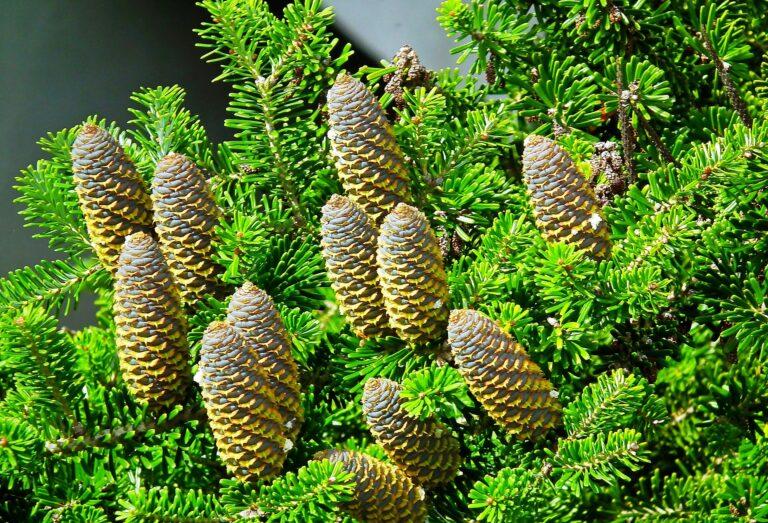 W krainie wiecznej zieleni cz. II. Gatunki i odmiany jodeł