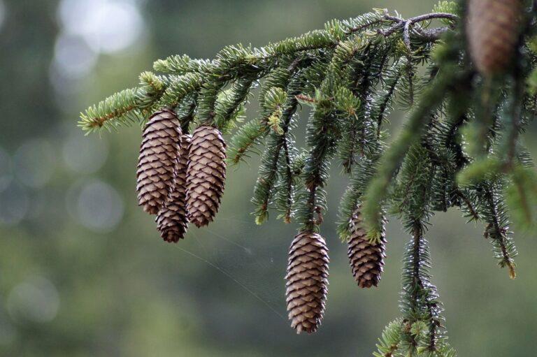 W krainie wiecznej zieleni cz. IV. Gatunki i odmiany świerków