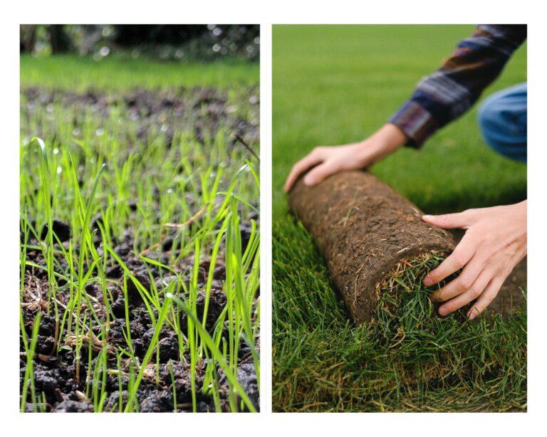 Trawnik z siewu czy z rolki?