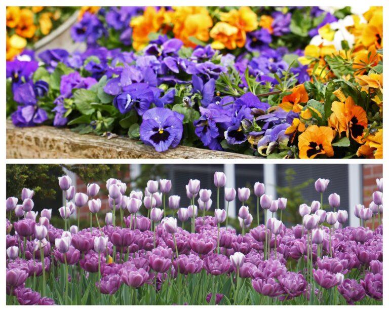 Kalendarz prac w ogrodzie – kwiecień