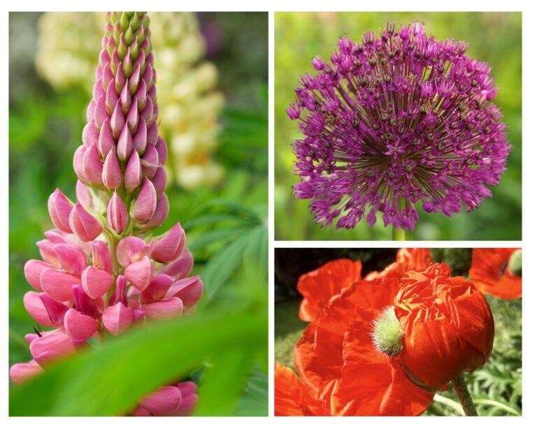 Kalendarz prac w ogrodzie – czerwiec