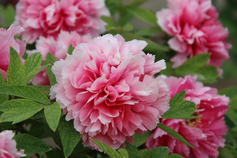 Piwonie – boginie końca wiosny￼