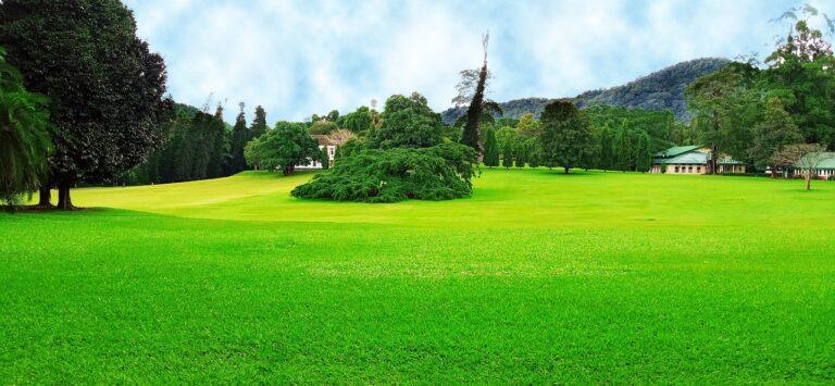 Trawa niejedno ma imię cz. I. Jaki typ trawnika pasuje do mojego ogrodu?